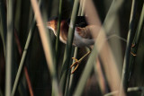_MG_3279 Least Bittern.jpg