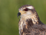 _MG_3353crop Snail Kite.jpg