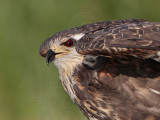 _MG_3365 Snail Kite.jpg