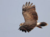 _MG_3390 Snail Kite.jpg