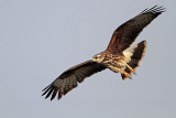 _MG_3458 Snail Kite.jpg