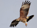 _MG_3460 Snail Kite.jpg