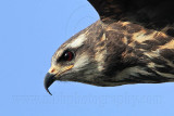 _MG_3584 Snail Kite.jpg