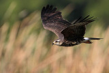 _MG_3728 Snail Kite.jpg