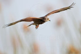 _MG_3758 Snail Kite.jpg