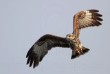 _MG_3772 Snail Kite.jpg