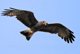_MG_3853 Snail Kite.jpg