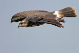 _MG_4038 Snail Kite.jpg