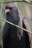 _MG_4574 Snail Kite.jpg