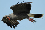 _MG_4654 Snail Kite.jpg