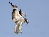 Osprey - Hovering