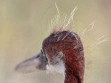 _MG_3610 Tricolored Heron.jpg