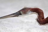 _MG_3624 Tricolored Heron.jpg