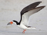 _MG_9383 Black Skimmer.jpg