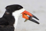 Black Skimmer - double catch - catching two fishes in one skim 071611