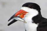 _MG_9487 Black Skimmer.jpg