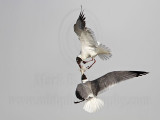_MG_6978 Laughing Gull with stolen Black Skimmer chick.jpg