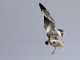 _MG_6982 Laughing Gull with stolen Black Skimmer chick.jpg