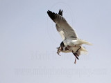 _MG_6983 Laughing Gull with stolen Black Skimmer chick.jpg