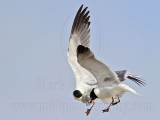 _MG_6985 Laughing Gull with stolen Black Skimmer chick.jpg