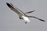 _MG_6990 Laughing Gull with stolen Black Skimmer chick.jpg