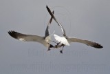 _MG_6995 Laughing Gull with stolen Black Skimmer chick.jpg