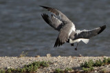 _MG_7015 Laughing Gull with stolen Black Skimmer chick.jpg