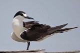 _MG_2356 Sooty Tern.jpg
