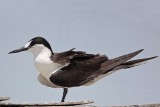 _MG_2367 Sooty Tern.jpg