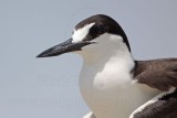_MG_2405 Sooty Tern.jpg
