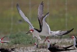 _MG_3837 Laughing Gull pirating Black Skimmer.jpg