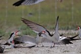 _MG_3838 Laughing Gull pirating Black Skimmer.jpg