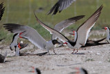 _MG_3839 Laughing Gull pirating Black Skimmer.jpg