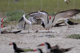 _MG_3841 Laughing Gull pirating Black Skimmer.jpg