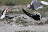 _MG_4402 Laughing Gull pirating Black Skimmer.jpg