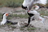 _MG_4403 Laughing Gull pirating Black Skimmer.jpg