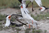 _MG_4404 Laughing Gull pirating Black Skimmer.jpg