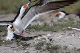 _MG_4405 Laughing Gull pirating Black Skimmer.jpg