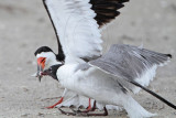 _MG_4420 Laughing Gull pirating Black Skimmer.jpg