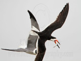 _MG_6609 8Laughing Gull pirating Black Skimmer00.jpg