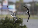 _MG_6612 Laughing Gull pirating Black Skimmer.jpg