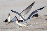 _MG_5538 Laughing Gull pirating Black Skimmer.jpg