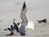 _MG_5539 Laughing Gull pirating Black Skimmer.jpg