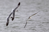 _MG_0297 Laughing Gull pirating Black Skimmer.jpg