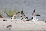 _MG_0326 Laughing Gull pirating Black Skimmer.jpg