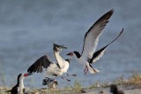 _MG_7460 Laughing Gull pirating Black Skimmer.jpg
