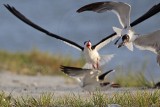 _MG_7510 Laughing Gull pirating Black Skimmer.jpg