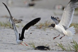 _MG_7763 Laughing Gull pirating Black Skimmer.jpg