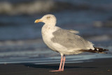 _MG_6728 American Herring Gull.jpg