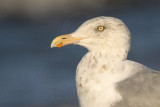 _MG_6728crop American Herring Gull.jpg